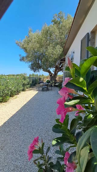 Terrasse ouest avec olivier – Villa Concetta, Casalbordino
